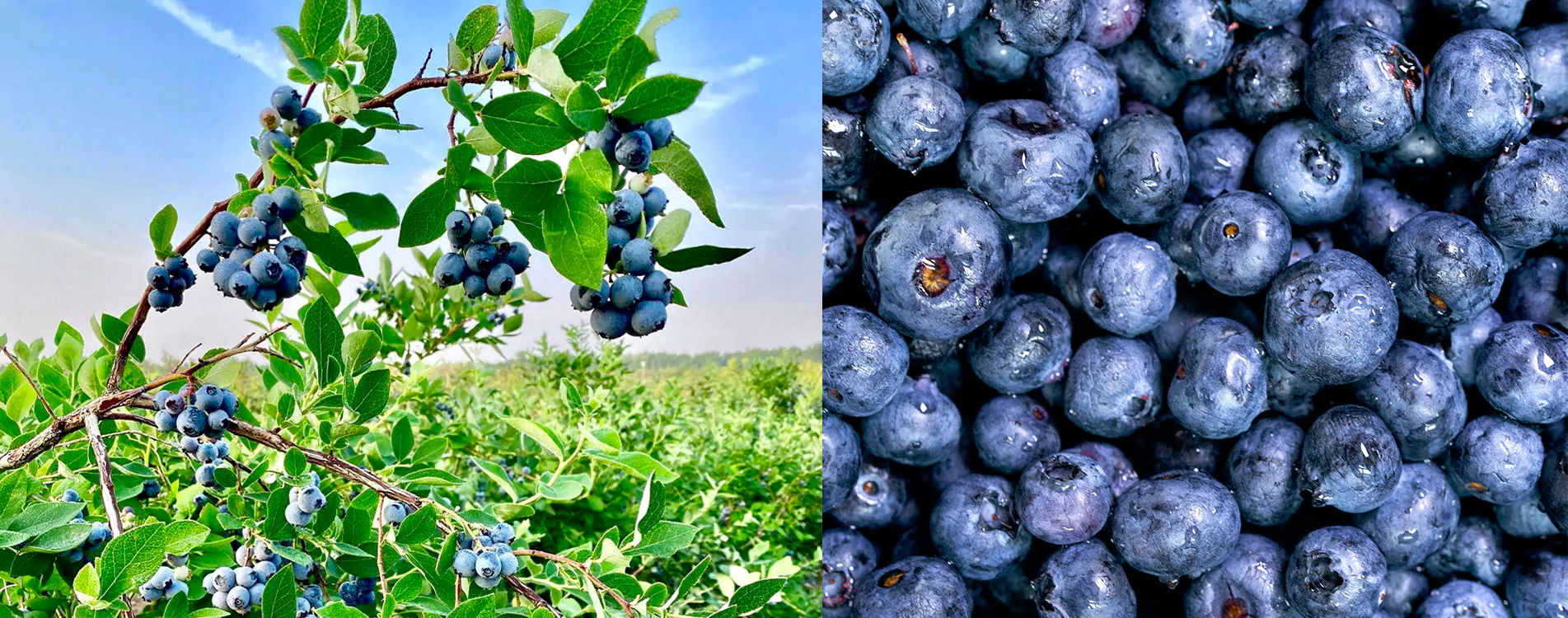 frozen Fruits