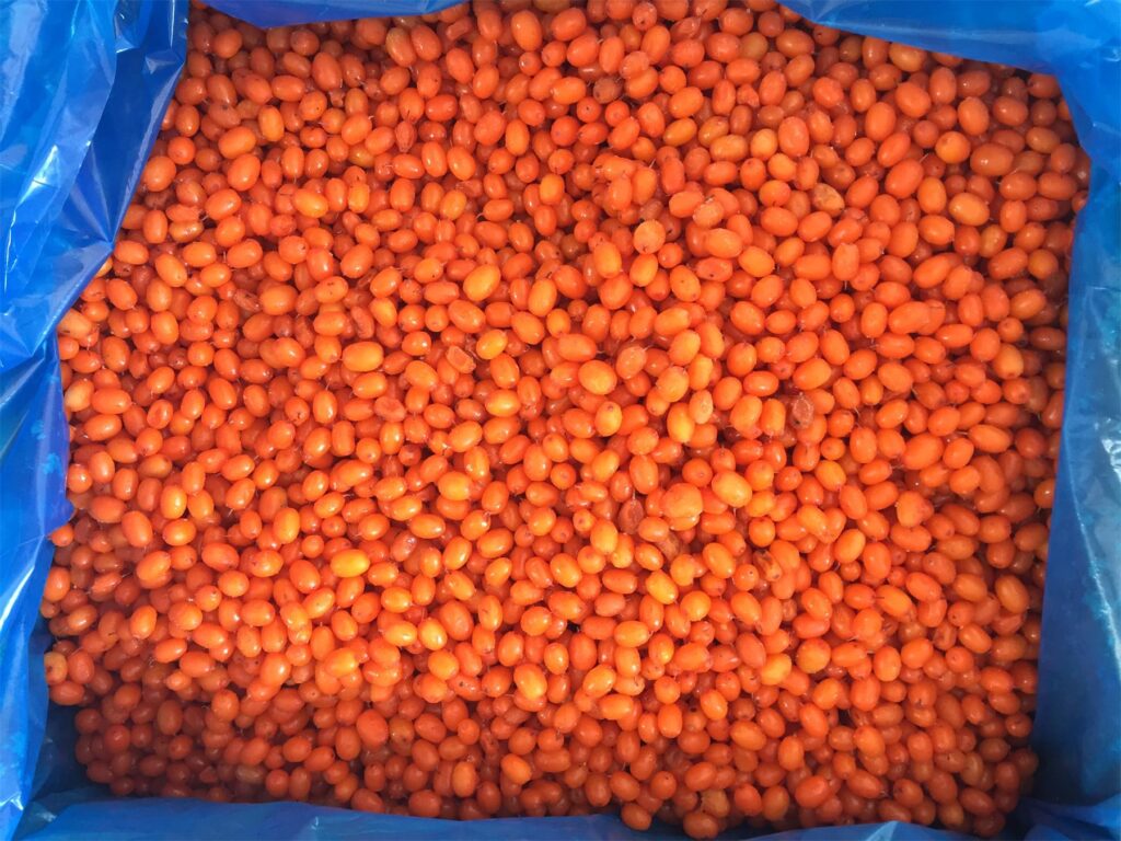 Sea buckthorn
