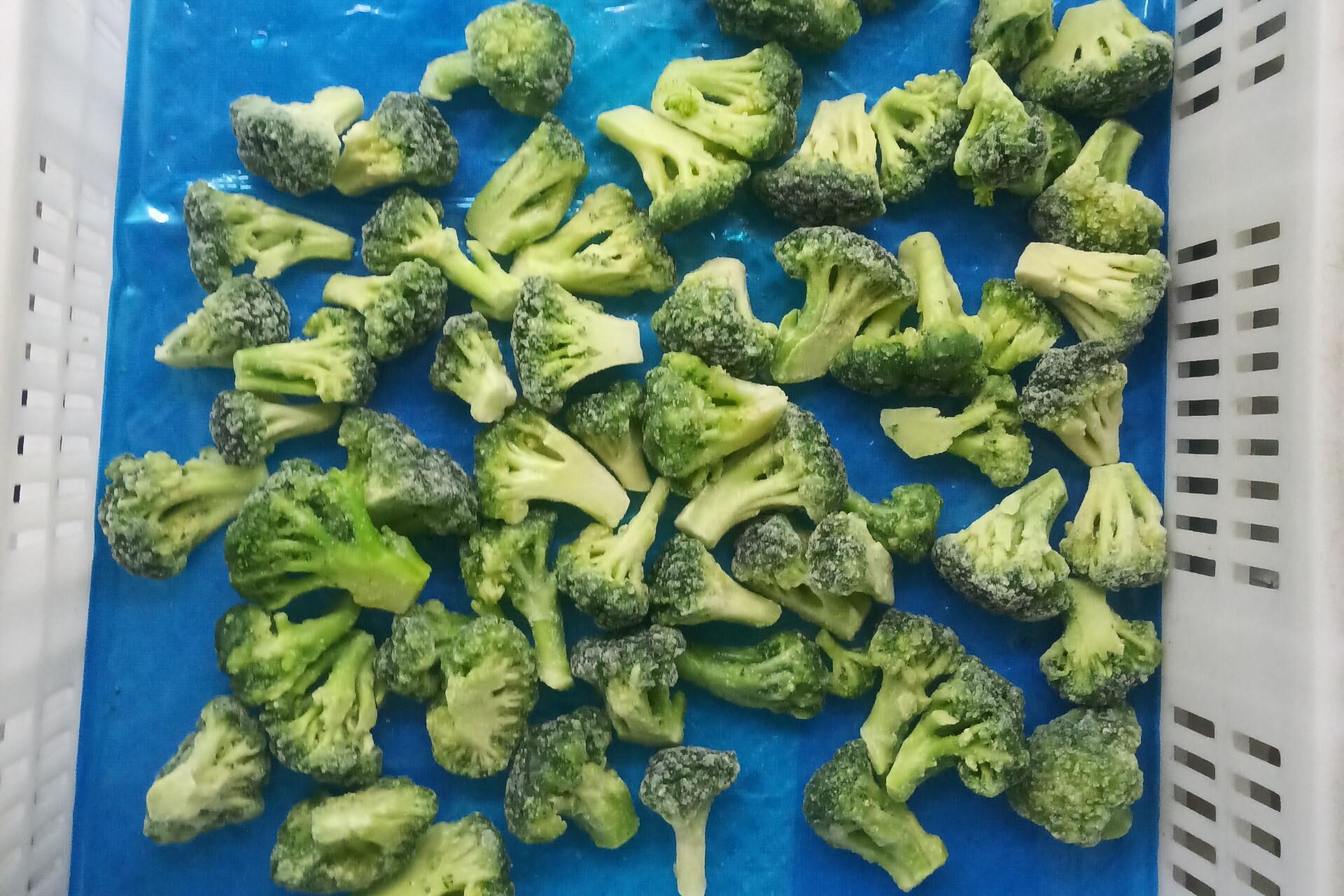 broccoli (1)
